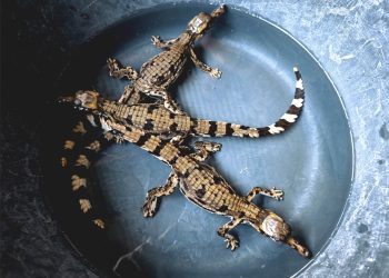 Tiga Buaya Sinyulong Dievakuasi dari Nelayan Dusun Teredu