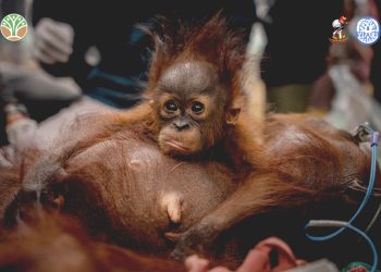 Tiga Orangutan Diselamatkan dari Desa Penjalaan