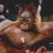 Tiga Orangutan Diselamatkan dari Desa Penjalaan