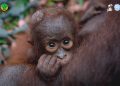 Lagi, Induk dan Anak Orangutan Diselamatkan dari Dampak Karhutla