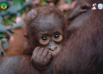 Lagi, Induk dan Anak Orangutan Diselamatkan dari Dampak Karhutla