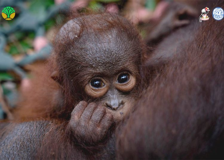 Induk dan anak orangutan di Desa Awan Kiri, Ketapang yang diselamatkan KSDA bersama YIARI Kalbar karena terdampak karhutla. (ist)