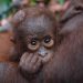 Lagi, Induk dan Anak Orangutan Diselamatkan dari Dampak Karhutla
