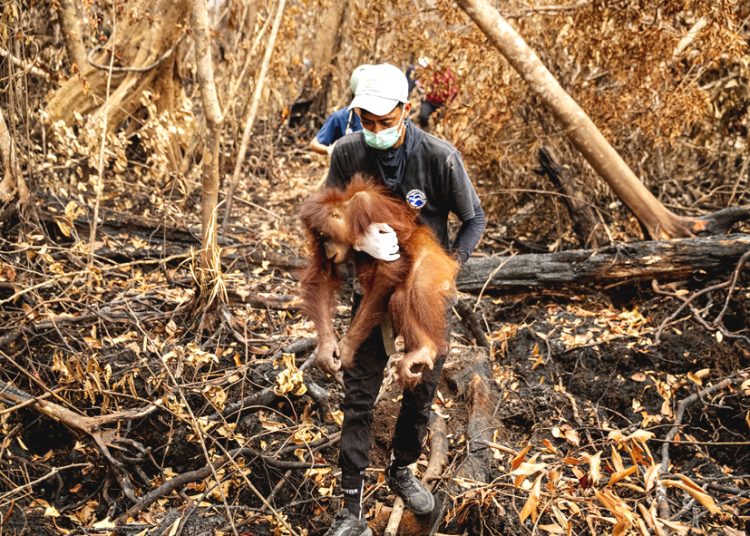 Penyelamatan orangutan di tengah karhutla oleh tim BKSDA dan YIARI di Kabupaten Ketapang, Kalimantan Barat. (ist)